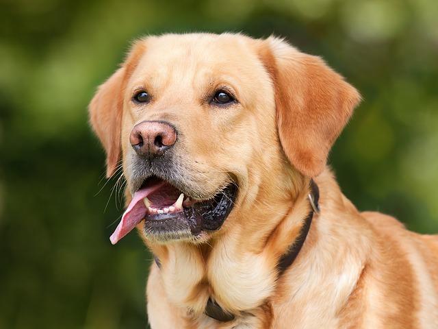 Vad är Hunds regel?  – Definition från Kunskaper.se