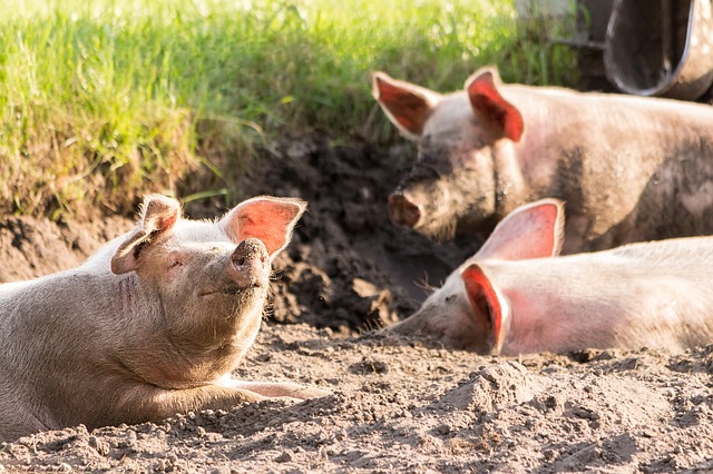 Vad är Ice Pigging?  – Definition från Kunskaper.se