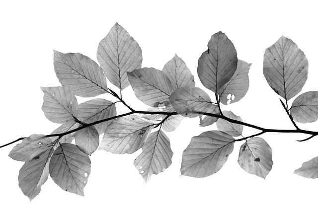 Vad är Leafing?  – Definition från Kunskaper.se