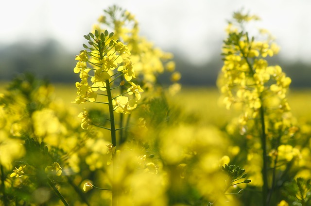 Vad är biodiesel?  – Definition från Kunskaper.se