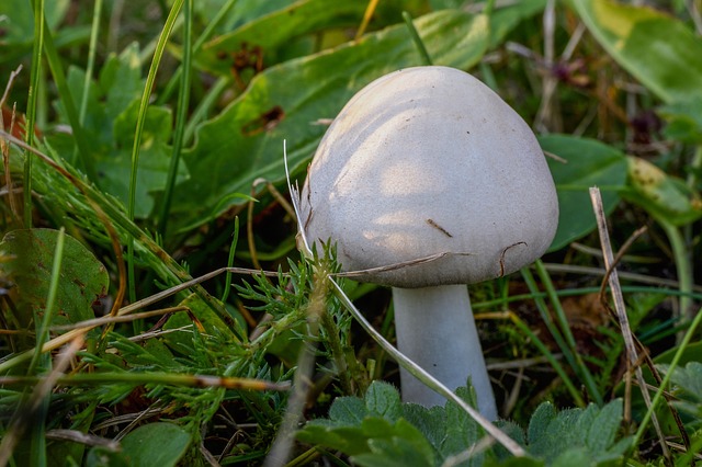 Vad är en karbolsyra?  – Definition från Kunskaper.se