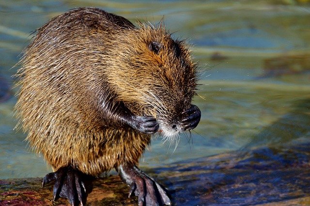 Snygga Nutria-fakta