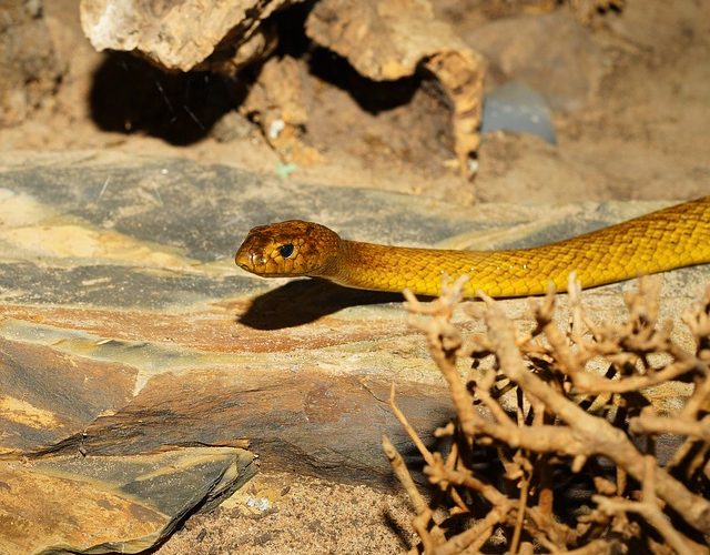 Fascinerande fakta om nordlig leopardgroda