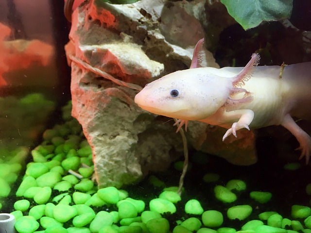 Axolotl?  Vi har många svar