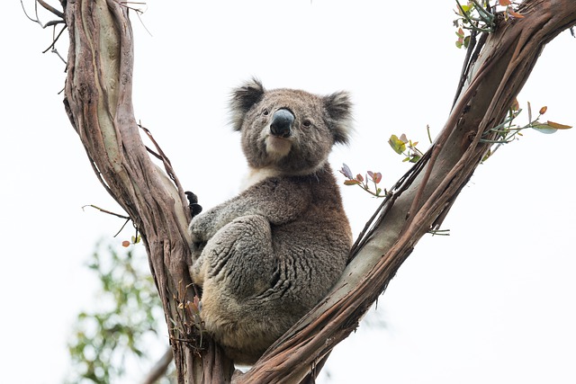 Australien: Världens minsta kontinent