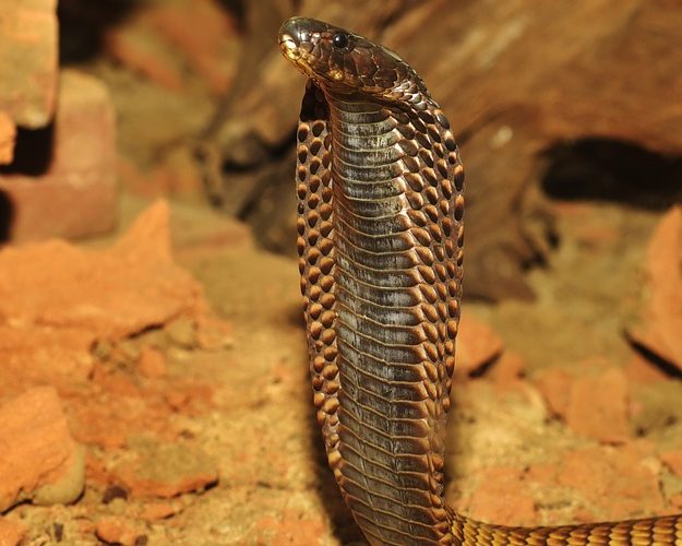 Nyckelfakta om King Cobra Snake