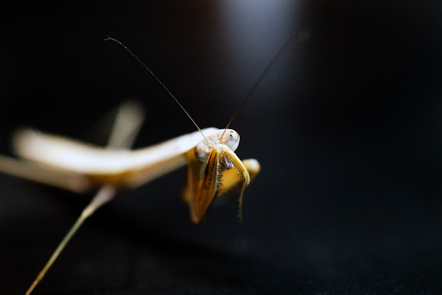 Praying Mantids hör med sina magar (och andra roliga fakta)
