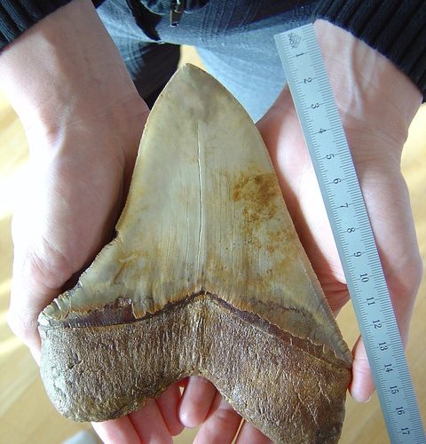 Megalodon vs. Leviathan – Vem vinner?