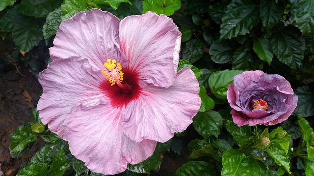 Gradualism vs. punkterad jämvikt