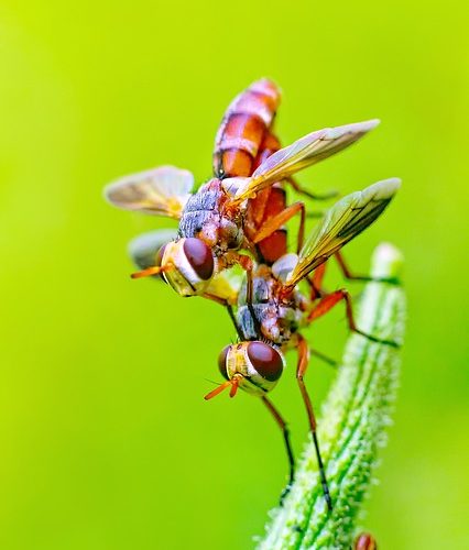 Hur parning Lovebugs äventyrar förare