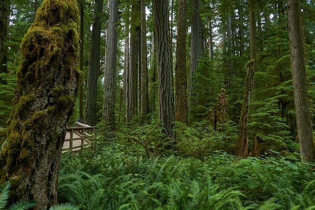 Tempererade skogar: Mild-Climate Forests