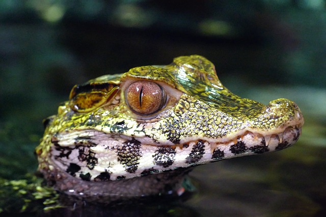Fakta om Alligator Snapping Turtle