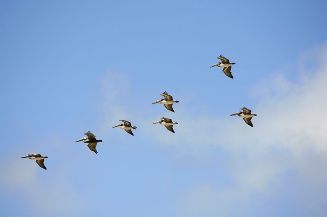 Intressant Pelican Fakta