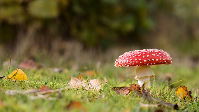Har du fruktflugor?  Använd vinäger för att bli av med dem för gott