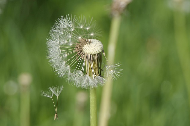 10 fascinerande fakta om bladlöss