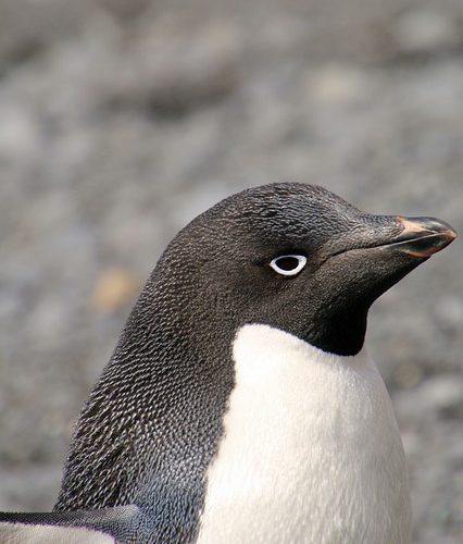 Adelie Penguin bilder