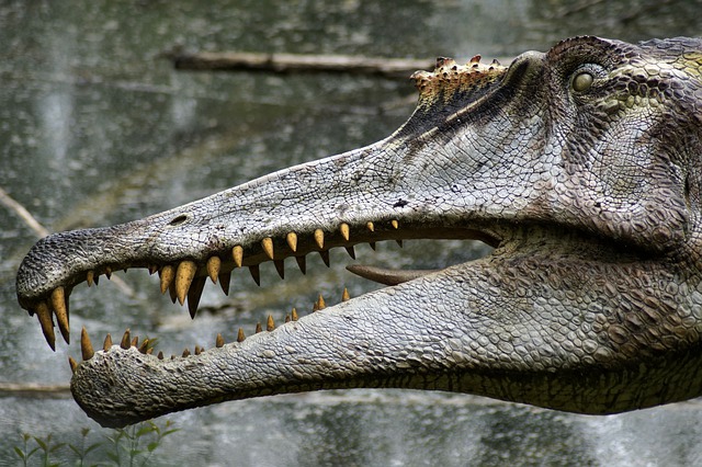 Reptilbilder av anoler, kameloner, geckos, alligatorer och sköldpaddor