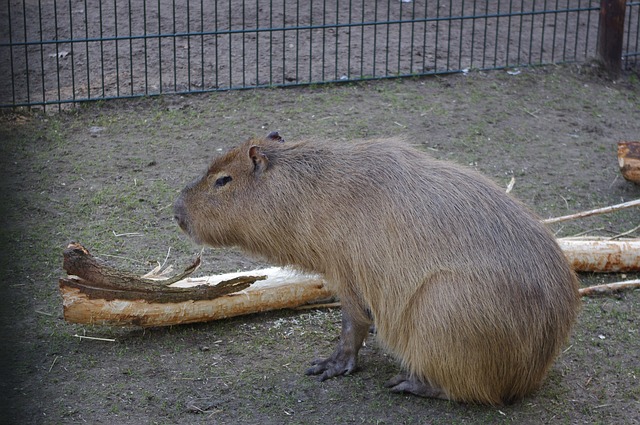 Möt Kapybara, världens största gnagare