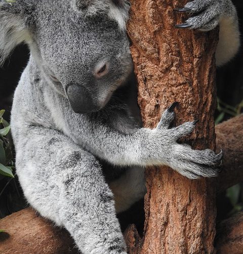 Koala fakta: Habitat, beteende, kost