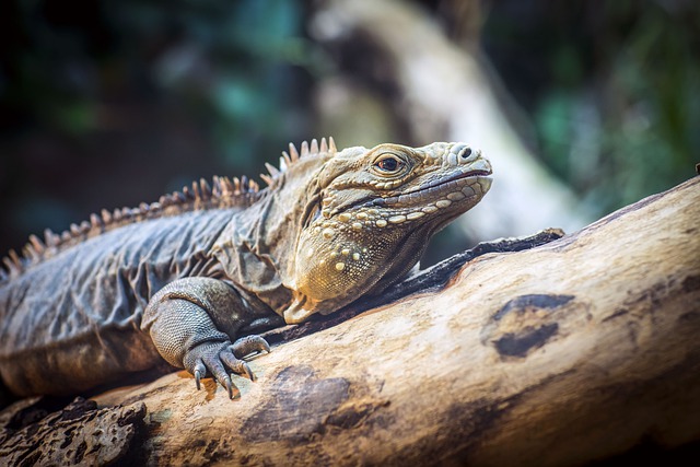 Squamates: The Flexible-Jawed Reptiles
