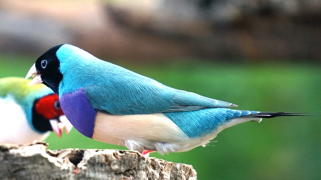 Gouldian Finches: Fina, fjädrade fuskare
