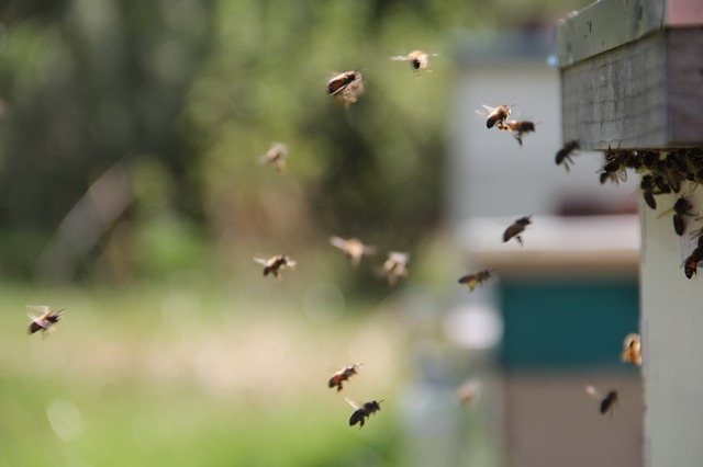 Fåglarnas flygfjädrar