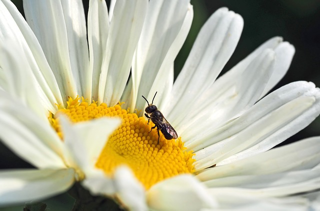 Möt de minsta insekterna på jorden