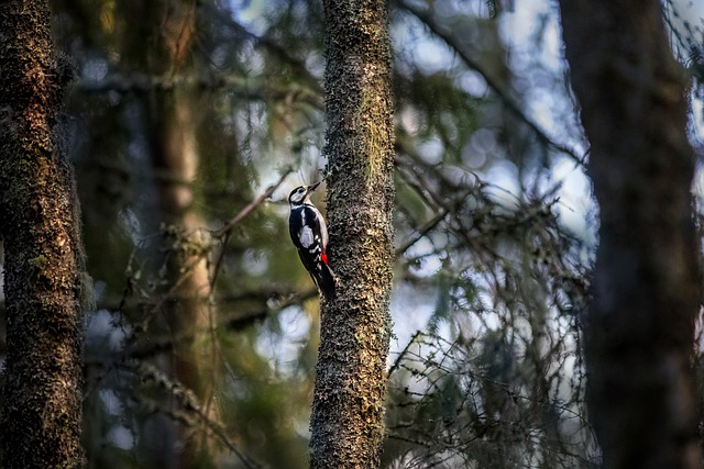 De 5 (eller 6) stora massutdödarna