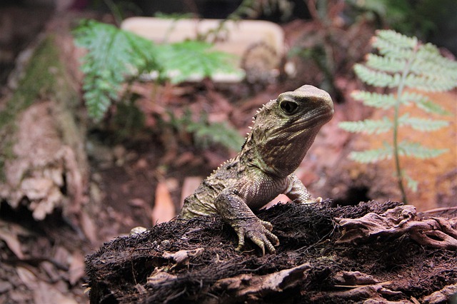 Tuataras, de ”levande fossila” reptilerna