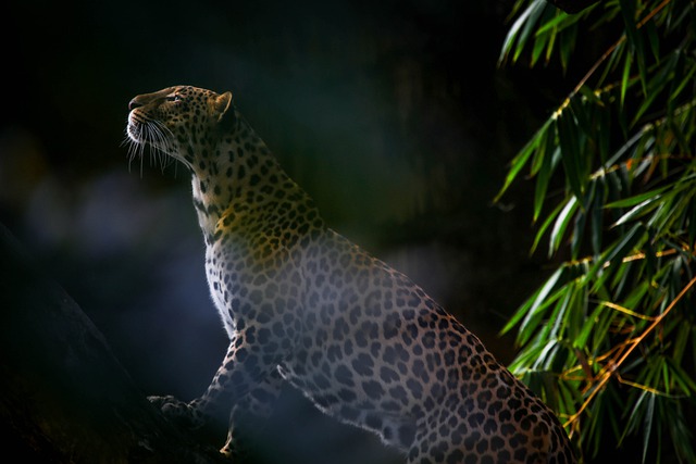 Möt Snow Leopard: Minst aggressiva av alla stora katter