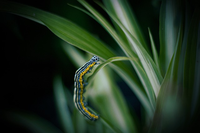 Hur man gör en Caterpillar till en gäst i ditt hem