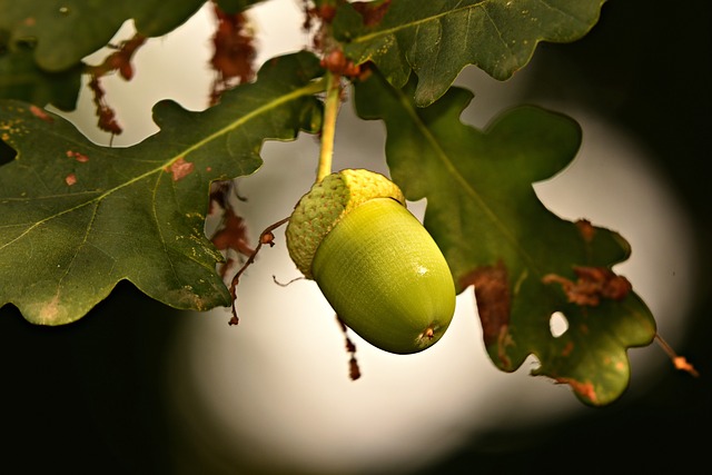 Cool Acorn Havstulpan Fakta