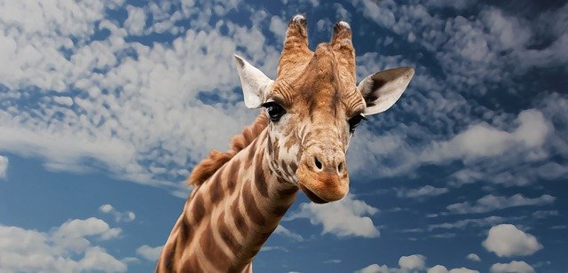 Girafffakta: Habitat, Beteende, Diet