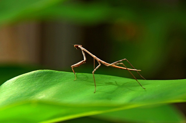 Praying Mantis Egg Case: Allt om Mantid Oothecae