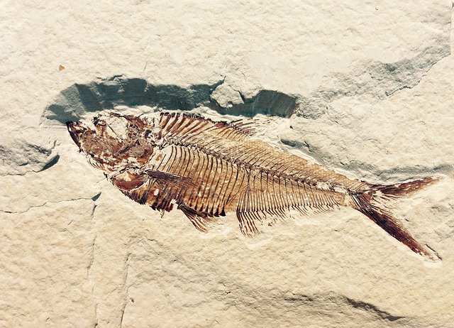 Paleontologi Gone Wild