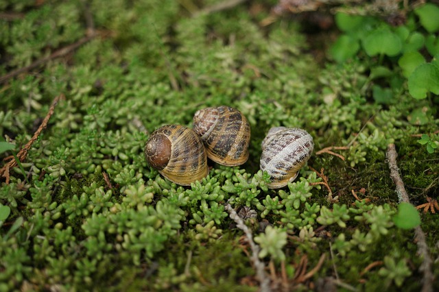 Fakta om blötdjur: Habitat, beteende, kost