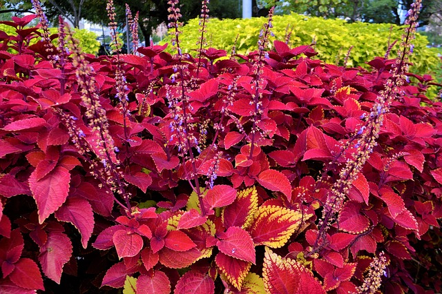 Vad är efflorescens?  – Definition från Kunskaper.se