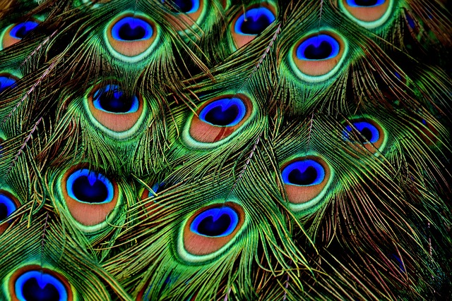 Vad är Feathering?  – Definition från Kunskaper.se