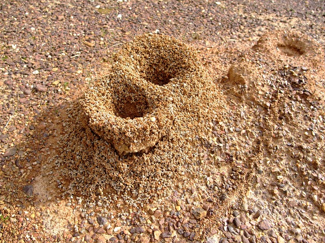 Vad är Formicary Corrosion?  – Definition från Kunskaper.se