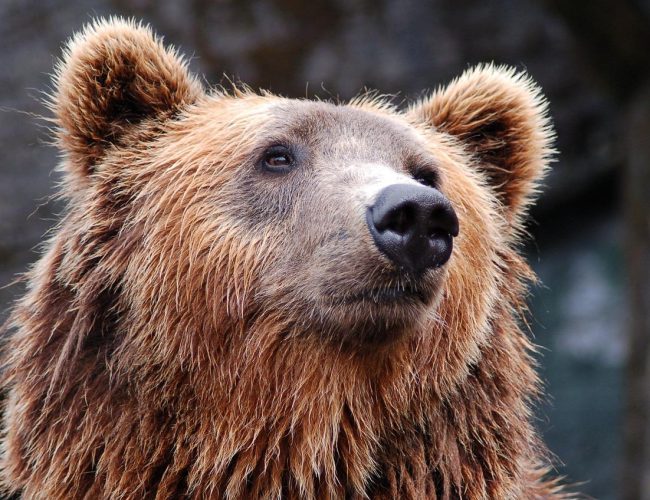 Allt om Grizzlybjörnen