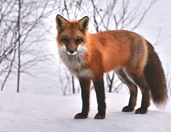 Fascinerande Red Fox-fakta (Fakta om Rödräven)