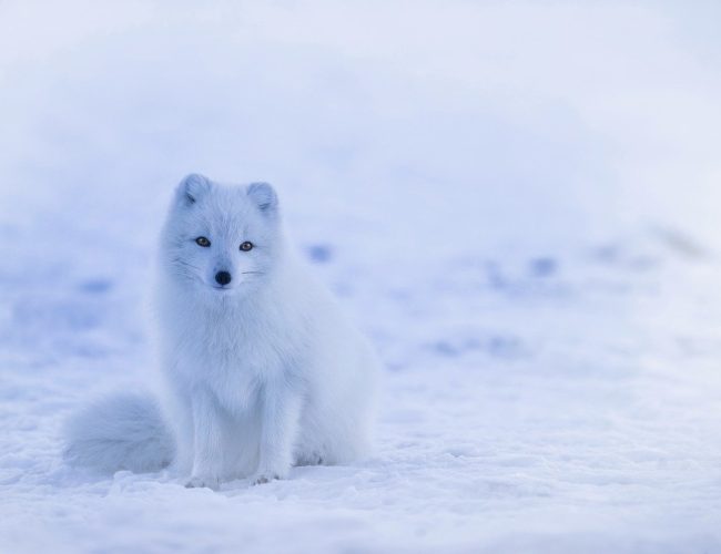 Fascinerande fakta om arktisk räv (Fjällräv)