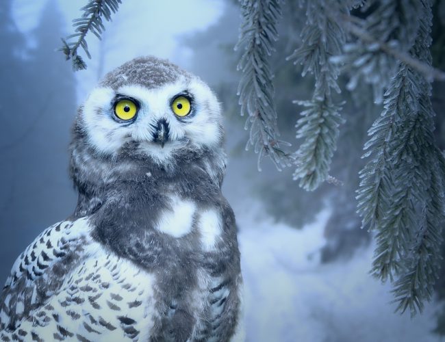 Fascinerande fakta om Fjälluggla