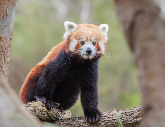 Fascinerande röd panda fakta – Fakta om kattbjörn