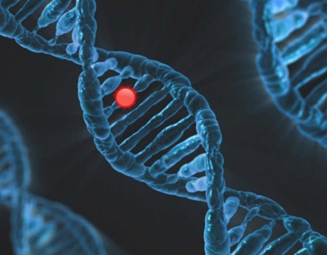 De genetiska konsekvenserna av inavel hos människor och andra organismer