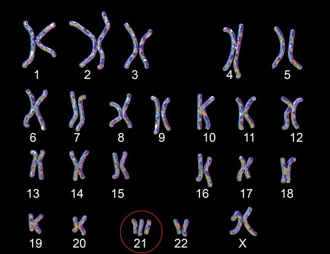 Karyo- eller Caryo- Biologiska prefix och suffix