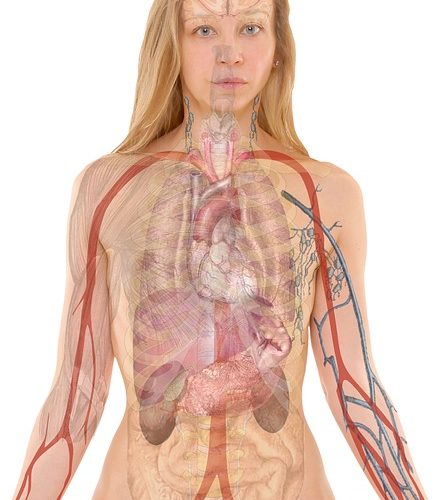 Biologiska prefix och suffix: My- eller Myo-