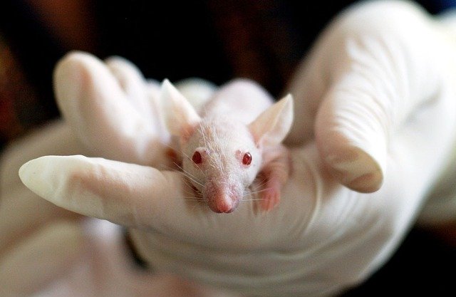 Biologiska prefix och suffix: Zoo- eller Zo-
