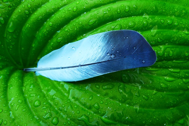 Grundläggande biologi: Vad är könsceller?