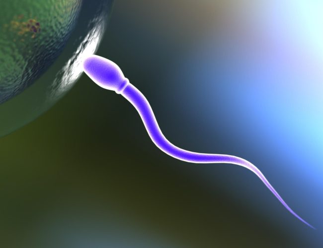 Gameter: Byggstenarna för sexuell reproduktion